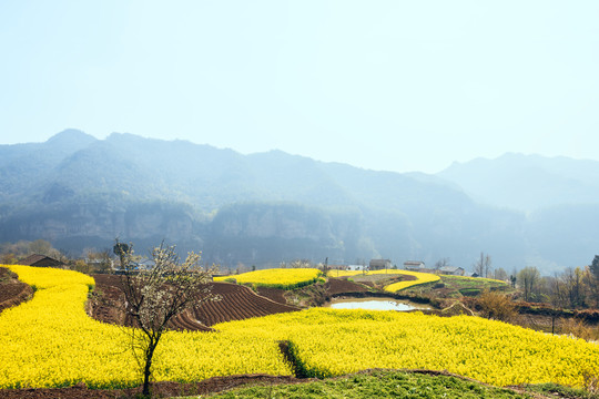 满山油菜花盛开