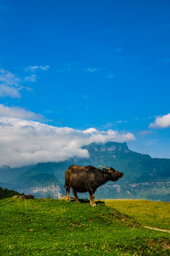山间凝视的牛