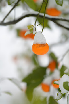 冰冻小橘子