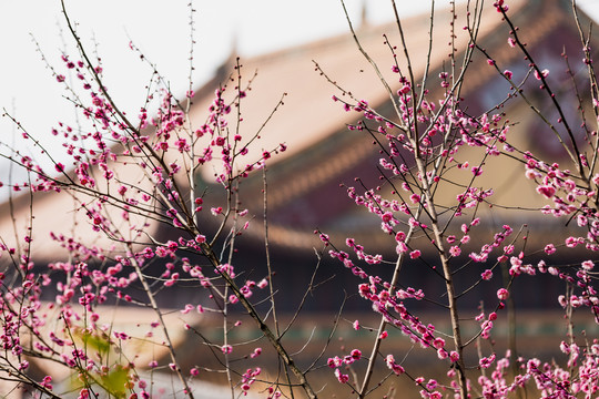 杭州净慈寺梅花