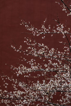 杭州钱王祠梅花