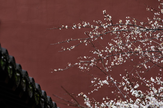 杭州钱王祠梅花