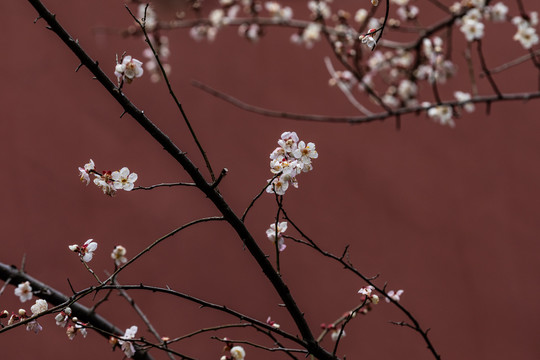 杭州钱王祠梅花