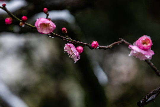 杭州郭庄探梅