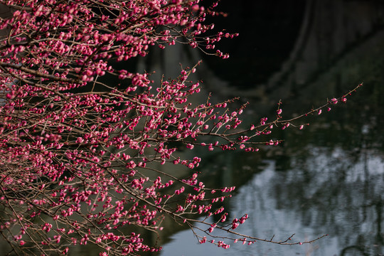 杭州花港观鱼公园梅花