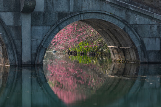 杭州花港观鱼公园梅花