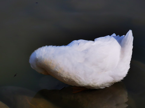 湖中休息的大白鸭子