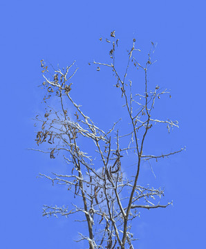 冬季的枯树枝