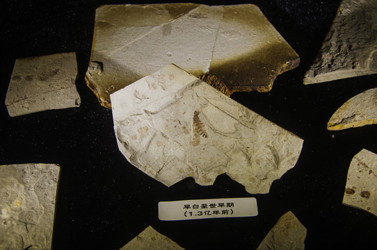 早白垩世蜜蜂化石