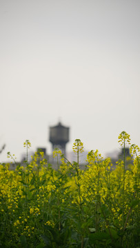 油菜花