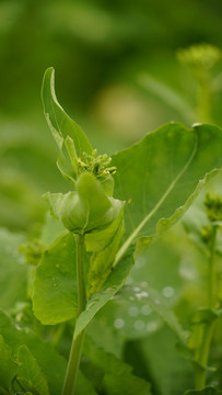 油菜花