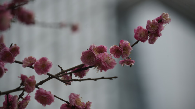 红梅花