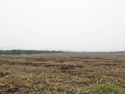 种甘蔗的土地