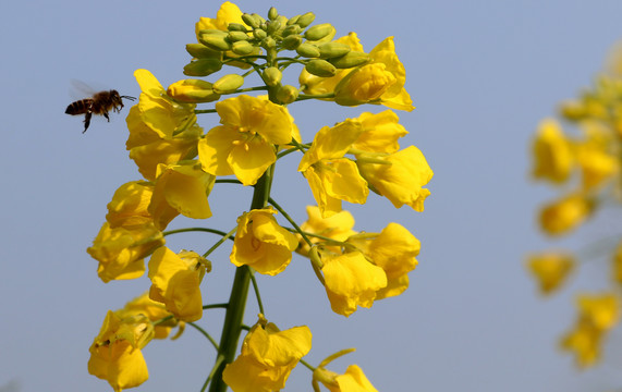 油菜花开