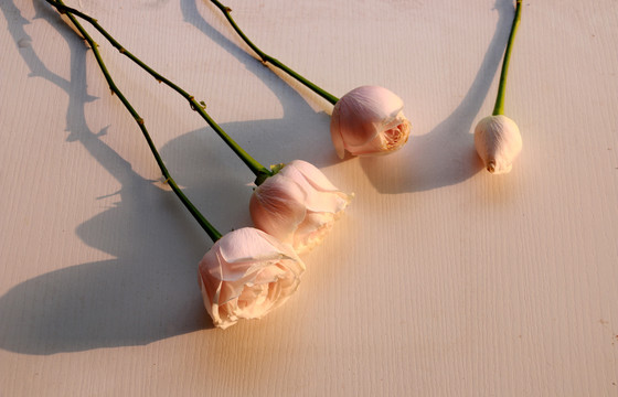 粉玫瑰花