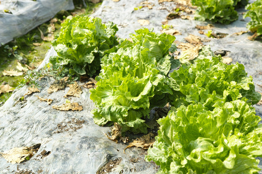 生菜生菜种植