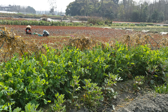 豌豆苗种植