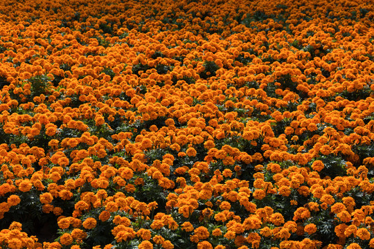 漂亮的景观绿化橙色花丛