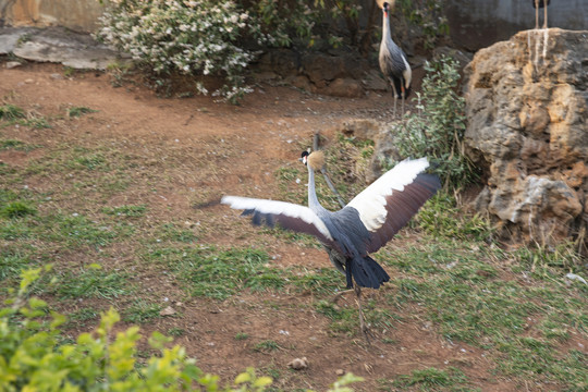 东非冠鹤