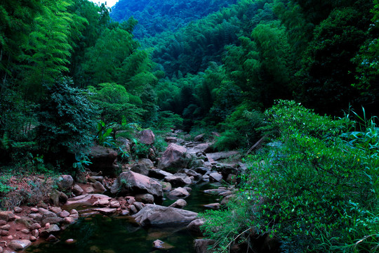 赤水竹海