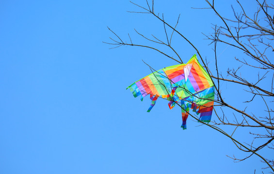 蓝色天空下挂在树上的风筝