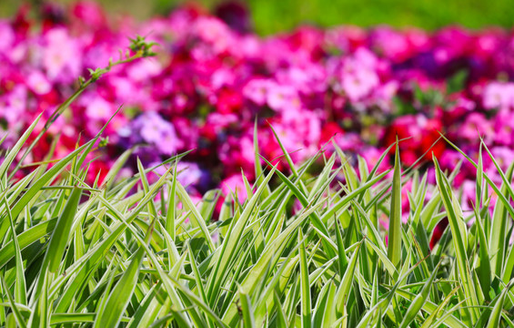 绿色吊兰前景与紫红色报春花