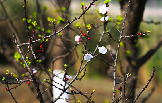 树枝上长着白色杏花朵与红果子