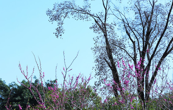 蓝天下树枝紫色小花开放背景