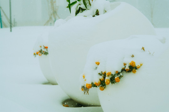 滨河公园的雪景