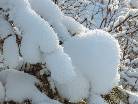 树枝压雪雪包