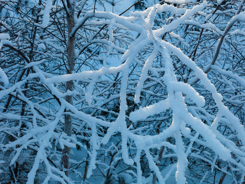 雪压树枝雾凇