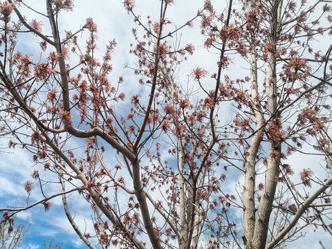 春天的枫树开花
