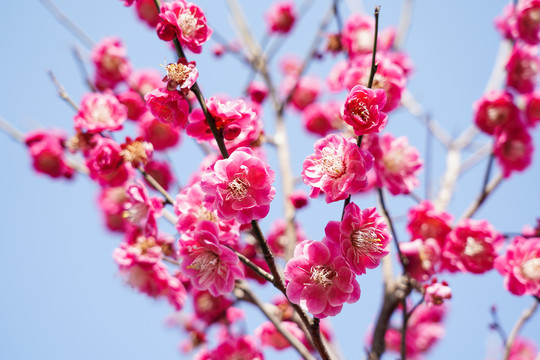 梅花壁纸