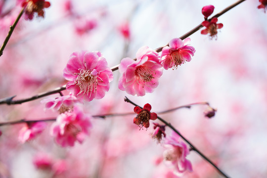 梅花背景