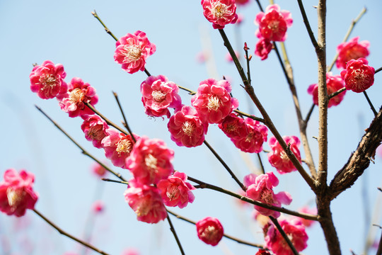 梅花枝