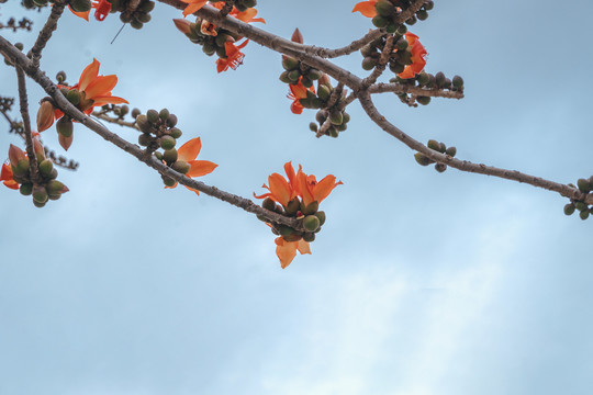 广州市市花木棉花