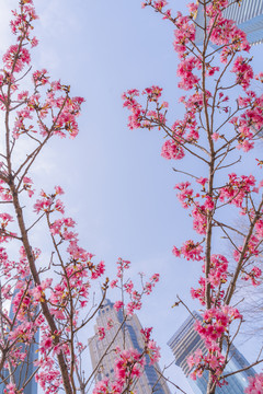 城市里的樱花