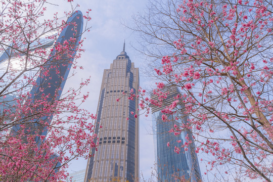 城市里的樱花