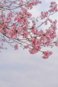 城市里的樱花