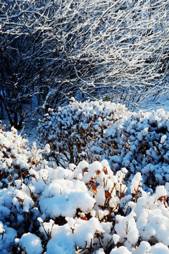 白雪树挂阳光