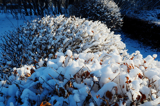 白雪阳光树丛