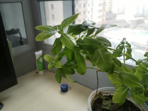 长春花