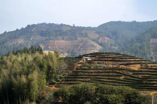 高山梯田