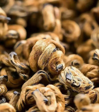 蜜香金螺茶叶特写