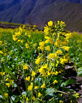 油菜花