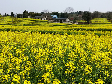 油菜花田