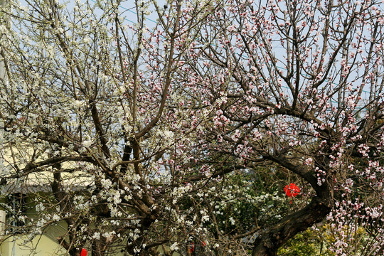 杏子树李子树