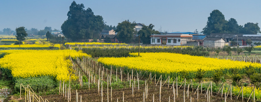 川西平原天府之国油菜花