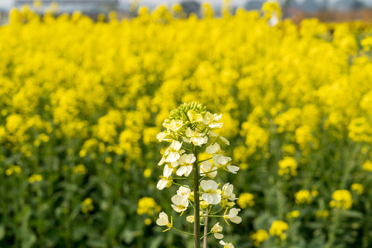 川西平原天府之国油菜花