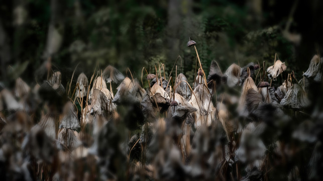 三苏祠古亭榭楼阁秋色残荷